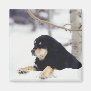 Zwarte hond die in sneeuw ligt magneet