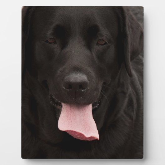 Zwarte hond fotoplaat (Voorkant)