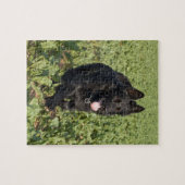 Zwarte hond legpuzzel (Horizontaal)