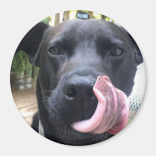 Zwarte hond magneet