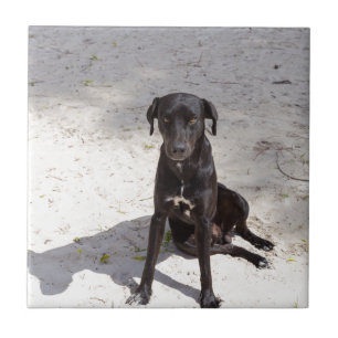 Zwarte hond met een kwaadaardig oog tegeltje