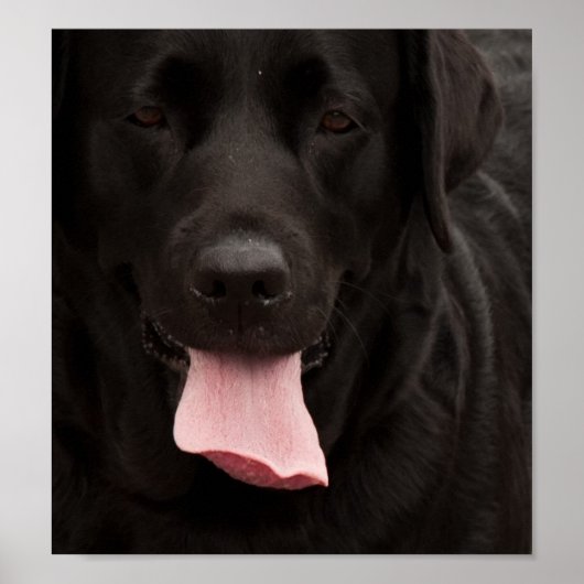 Zwarte hond poster (Voorkant)