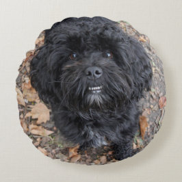 Zwarte hond rond kussen