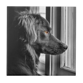 Zwarte hond tegeltje