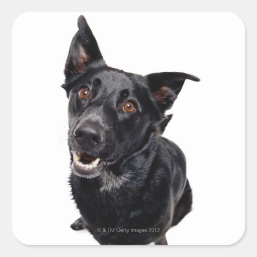 Zwarte hond vierkante sticker (Voorkant)