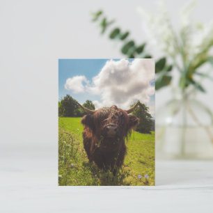 Zwarte hoogland koe grazend groen veld zonlicht briefkaart