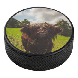 Zwarte hoogland koe grazend groen veld zonlicht hockey puck