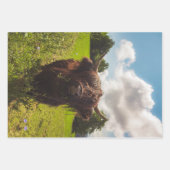 Zwarte hoogland koe grazend groen veld zonlicht inpakpapier vel (Voorkant 3)