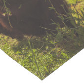 Zwarte hoogland koe grazend groen veld zonlicht korte tafelloper (Hoek)