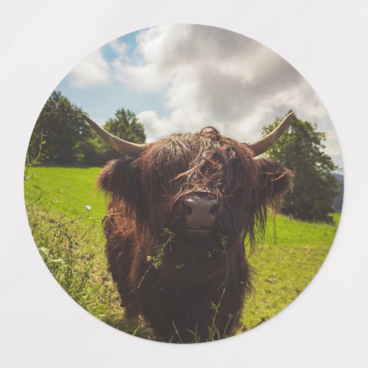 Zwarte hoogland koe grazend groen veld zonlicht labels (Design 2)