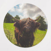 Zwarte hoogland koe grazend groen veld zonlicht labels (Design 1)