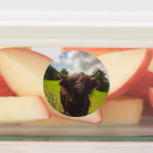 Zwarte hoogland koe grazend groen veld zonlicht labels (Aangebracht)