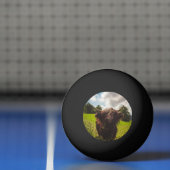 Zwarte hoogland koe grazend groen veld zonlicht pingpongbal (Net)