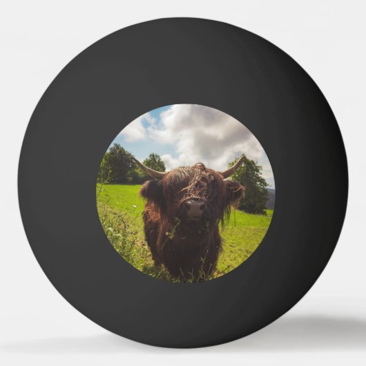 Zwarte hoogland koe grazend groen veld zonlicht pingpongbal (Voorkant)