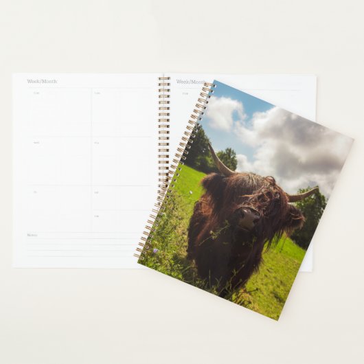 Zwarte hoogland koe grazend groen veld zonlicht planner (Display)