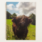 Zwarte hoogland koe grazend groen veld zonlicht planner (Voorkant)