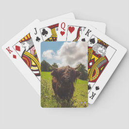 Zwarte hoogland koe grazend groen veld zonlicht pokerkaarten
