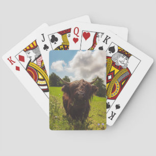 Zwarte hoogland koe grazend groen veld zonlicht pokerkaarten
