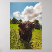 Zwarte hoogland koe grazend groen veld zonlicht poster (Voorkant)