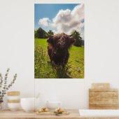 Zwarte hoogland koe grazend groen veld zonlicht poster (Keuken)
