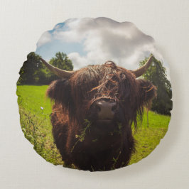 Zwarte hoogland koe grazend groen veld zonlicht rond kussen