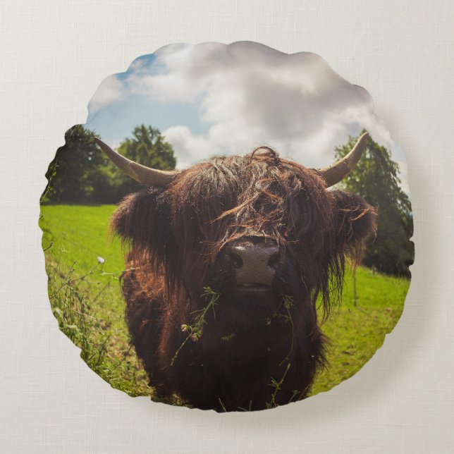 Zwarte hoogland koe grazend groen veld zonlicht rond kussen (Voorkant)