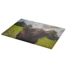 Zwarte hoogland koe grazend groen veld zonlicht snijplank