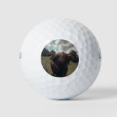 Zwarte hoogland Schotse koe grazend  retro Golfballen (Voorkant)