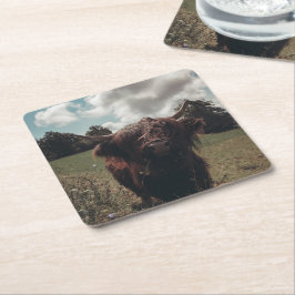 Zwarte hoogland Schotse koe grazend  retro Kartonnen Onderzetters
