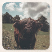 Zwarte hoogland Schotse koe grazend  retro Kartonnen Onderzetters (Voorkant)