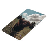 Zwarte hoogland Schotse koe grazend retro Magneet (Linkerzijde)