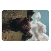 Zwarte hoogland Schotse koe grazend retro Magneet (Horizontaal)
