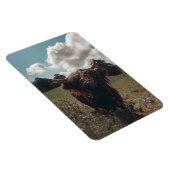 Zwarte hoogland Schotse koe grazend retro Magneet (Rechterzijde)