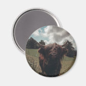 Zwarte hoogland Schotse koe grazend  retro Magneet (Voorkant / Achterkant)