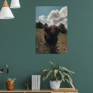 Zwarte hoogland Schotse koe grazend  retro Poster