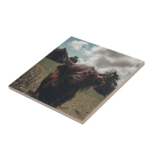 Zwarte hoogland Schotse koe grazend retro Tegeltje