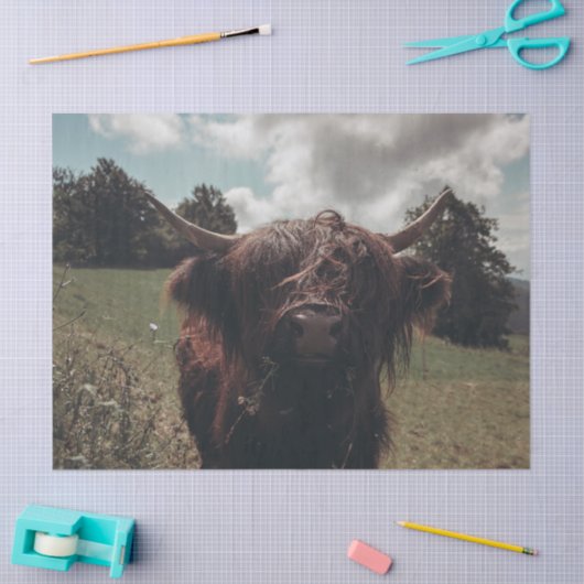 Zwarte hoogland Schotse koe grazend  retro Tissuepapier (Craft)