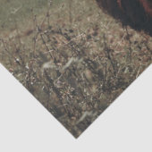 Zwarte hoogland Schotse koe grazend retro Tissuepapier (Detail)