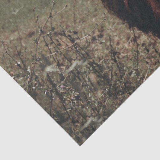 Zwarte hoogland Schotse koe grazend  retro Tissuepapier (Detail)