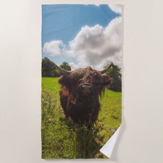 Zwarte hooglandkoe graast op groen veld in zonlich strandlaken (Voorkant)