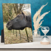 ZWARTE HORSE FOTOPLAAT (Zijkant)