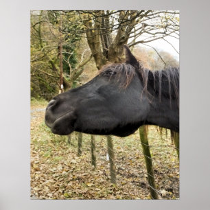 ZWARTE HORSE POSTER