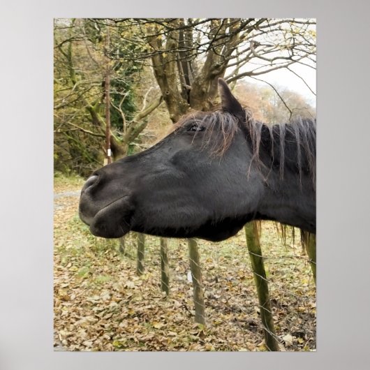 ZWARTE HORSE POSTER (Voorkant)