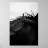 ZWARTE HORSE POSTER (Voorkant)