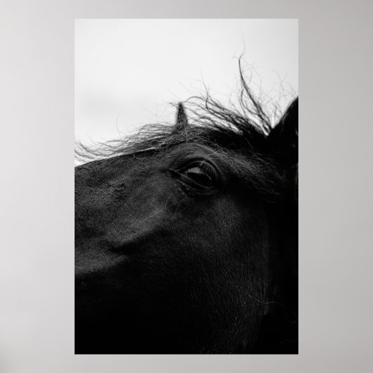 ZWARTE HORSE POSTER (Voorkant)