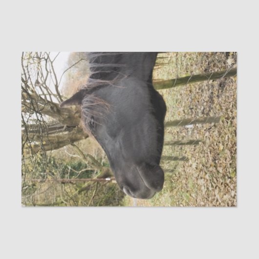 ZWARTE HORSE TISSUEPAPIER (Voorkant)