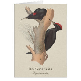 Zwarte houtpecker CC0223 Gould bird Illustrator