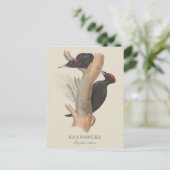 Zwarte houtpecker CC0502 Bird illustration Briefkaart (Staand voorkant)