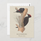 Zwarte houtpecker CC0502 Bird illustration Briefkaart (Voorkant / Achterkant)