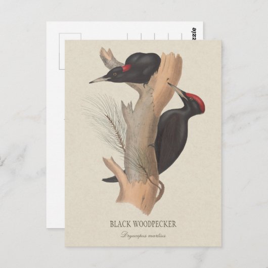 Zwarte houtpecker CC0502 Bird illustration Briefkaart (Voorkant / Achterkant)